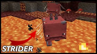 What Is The Strider In Minecraft [upl. by Dnalra211]