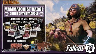 Mammalogist Badge  Fallout 76 Tadpole Guide  Where to Find Cats Opossums Squirrels and Rabbits [upl. by Grinnell]