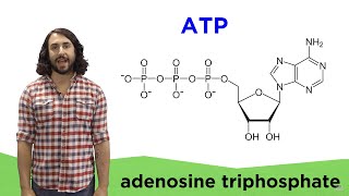 Metabolism and ATP [upl. by Akinal]