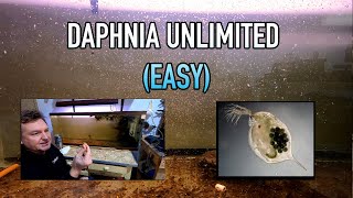 How I Raise Daphnia Water Fleas And You Can Too [upl. by Atiseret958]