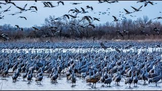 Experience the Sights and Sounds of the Sandhill Cranes [upl. by Sanjay]