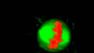 Mitosis in 3D  With Chromosome Bridge [upl. by Thora]