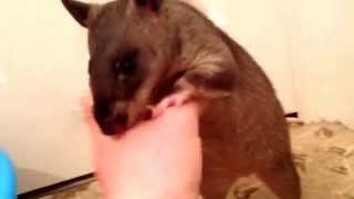 Gambian Pouched rat meets fancy rat [upl. by Sephira]