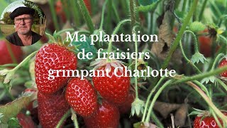 La Plantation des fraisiers remontant Charlotte [upl. by Stoddart]