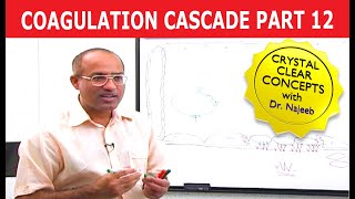 Coagulation Cascade  Part 1212 [upl. by Sokil]