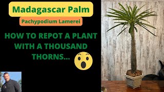 REPOTTING A MADAGASCAR PALM  Pachypodium Lamerei [upl. by Aitropal]