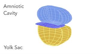 Embryo Folding Amniotic Cavity amp Yolk Sac  Animated Embryology [upl. by Stuart]