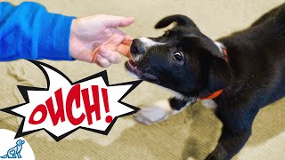 Use These Tips To Stop Your Puppy From Biting Your Hands [upl. by Acimak575]