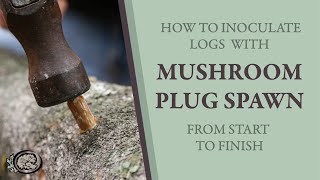 Inoculating Mushroom Logs With Plug Spawn From Start to Finish [upl. by Nnauol]