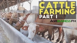 Cattle Farming Part 1  Cattle Farming in the Philippines  Agribusiness Philippines [upl. by Nappy]