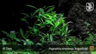 Hygrophila costata Angustifolia [upl. by Xuerd]