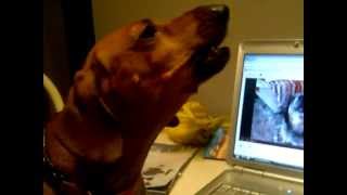 Guaranteed to make your dog howl dachshund edition [upl. by Merrell]