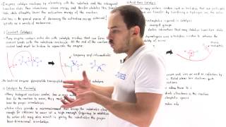 Mechanisms of Enzyme Catalysis [upl. by Town]