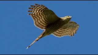 Sparrowhawk Bird Call Bird Song [upl. by Sito40]