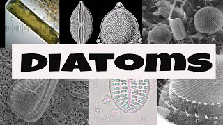 What are Diatoms [upl. by Bristow]