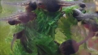 Day 22 to 26 METAMORPHOSIS begins Green Treen Frog tadpoles life cycle PART 4 in Super Macro [upl. by Ekal]