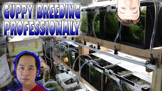 How a Professional Breeds High End Guppies [upl. by Balduin]