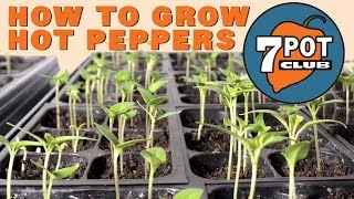 How to grow hot peppers from seed  7 Pot Club [upl. by Aynwat]