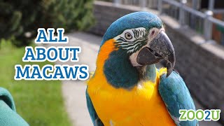 All About Macaws [upl. by Valentijn588]