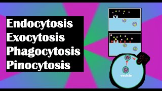 Endocytosis exocytosis phagocytosis and pinocytosis explained [upl. by Nudd]