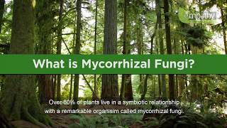 What is Mycorrhizal Fungi [upl. by Flossy]