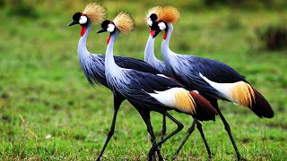 5 Most Beautiful Cranes In The World [upl. by Nordine]