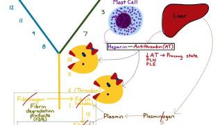 AntiCoagulation amp Fibrinolysis [upl. by Lotty]