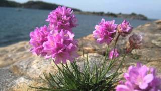 Armeria maritima [upl. by Irrahs]