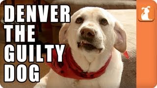 Denver the Guilty Dog  Memed [upl. by Jeconiah]