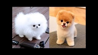 Lustige und süße Pomeranian Videos 3 lustige hunde [upl. by Eadmund601]