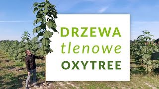 Poznaj Oxytree🌳 Szybko rosnące drzewo tlenowe [upl. by Ailehs]