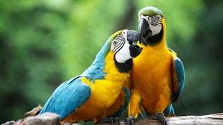 How to Take Care of a Macaw  Pet Bird [upl. by Eiahpets21]