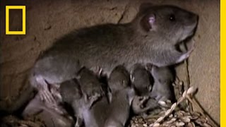 Momma Rat 15000 Babies a Year  National Geographic [upl. by Violeta]