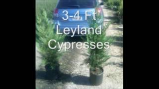 Tips on Planting A Leyland Cypress Tree Screen [upl. by Acirtap]