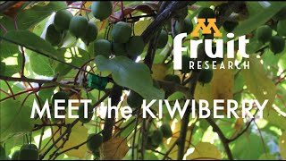 Meet the Kiwiberry [upl. by Nauqad]