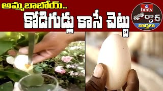 అమ్మబాబోయ్ కోడిగుడ్లు కాసే చెట్టు  Egg Tree  Jordar News  hmtv News [upl. by Randell]