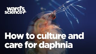 Caring and Culturing for Daphnia [upl. by Anrahc]