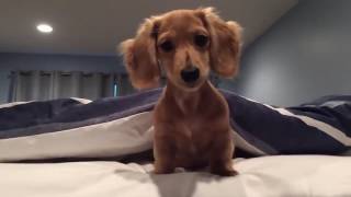 Funny Dachshund Moments Compilation [upl. by Tiebout]