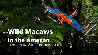 Wild Macaws in the Amazon Jungle Rainforest  Tambopata PERU [upl. by Rebel]