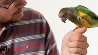 How to Teach Your Parrot to Talk  Parrot Training [upl. by Nishi694]