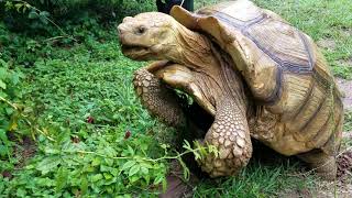 Tortoise mating sounds [upl. by Dagmar]