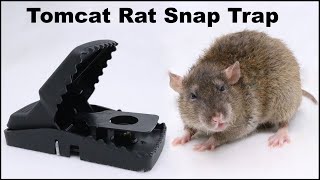 The Tomcat Rat Snap Trap amp A Bobcat Mousetrap Monday [upl. by Lux]