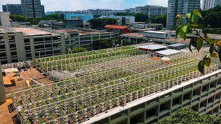 Singapore’s Bold Plan to Build the Farms of the Future [upl. by Kidder]