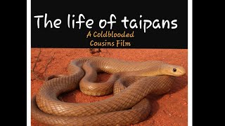 The life of taipans  The worlds most venomous snakes [upl. by Stein154]