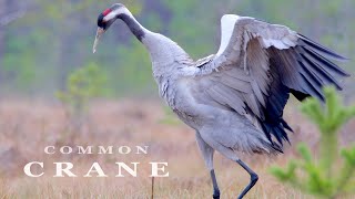 Common CRANE bird dance and sounds [upl. by Meehaf650]