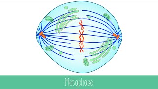 Mitosis and Cytokinesis [upl. by Relyat]