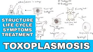 Toxoplasmosis  Toxoplasma gondii  Structure Life cycle Symptoms Treatment  Bio science [upl. by Leoni]