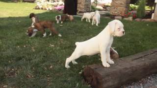 Boxer Puppies For Sale [upl. by Danuloff894]