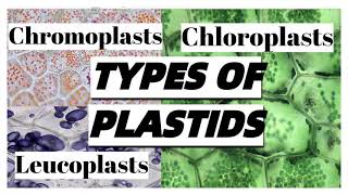 Types of PLASTIDS in plant cells and their functions [upl. by Bertila]