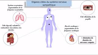 Le système nerveux autonome SNA [upl. by Willett28]